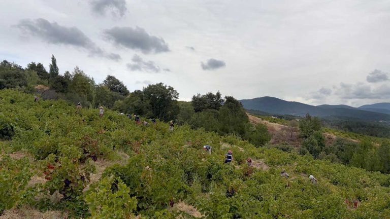 Kazdağları Sarıot Köyü Bağlarıdan Sofralara Uzanan Doğal Bir Lezzet: Kazdağları Üzüm Pekmezi